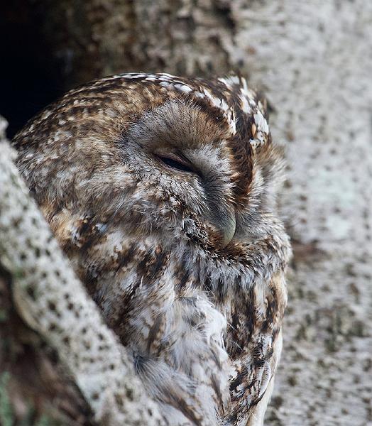 Kattugle - Tawny owl (Strix aluco) .jpg